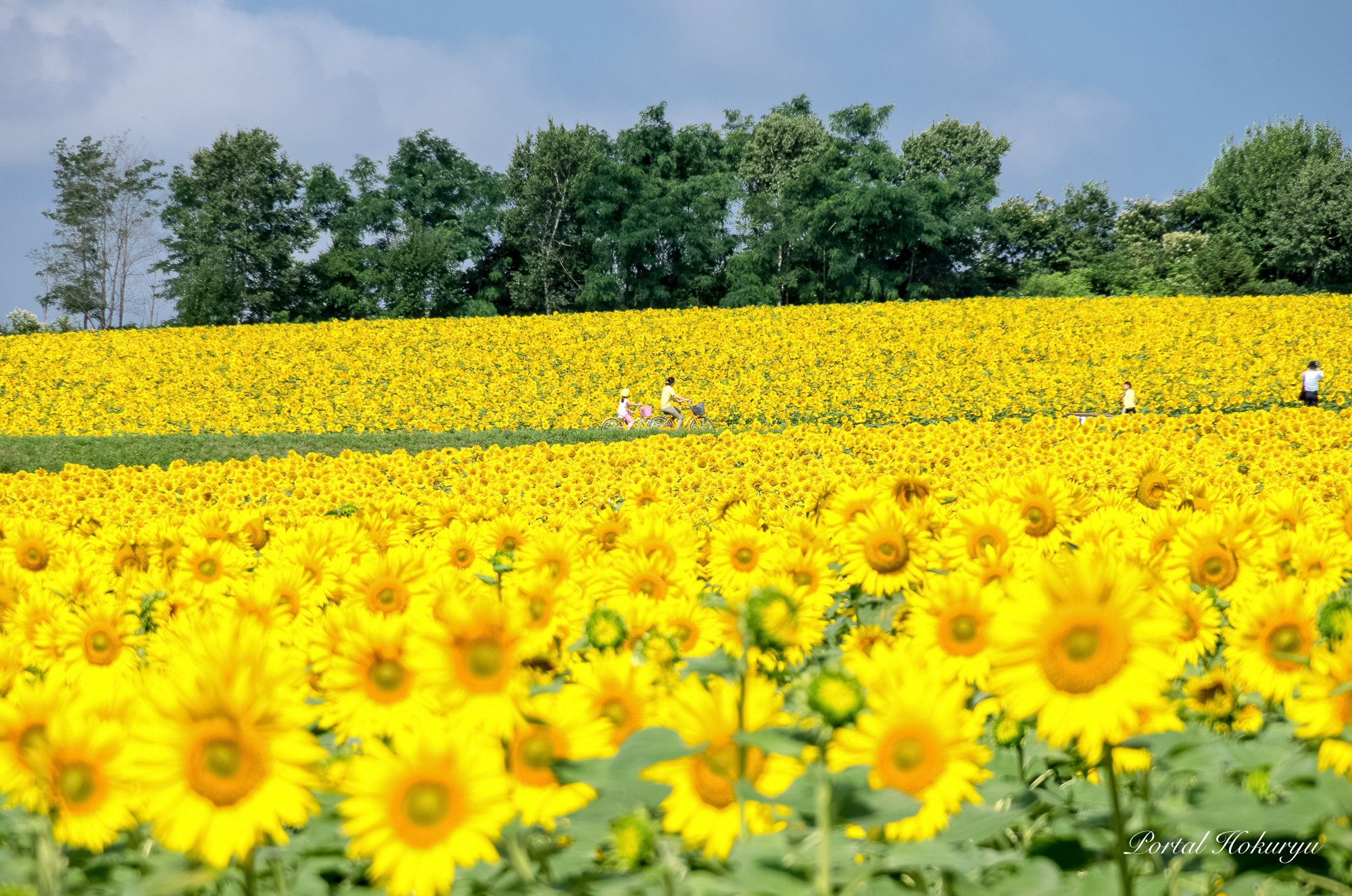 ♨️ 해바라기 공원 호쿠류 온천(선플라워 파크 호쿠류 온천) 이미지 7